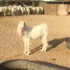 عروض مشاريك وعوارض بيض و سود 1حلال ابو حمدان الحبابي
