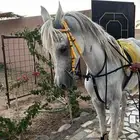 حصان عربي بيور بوراقه.