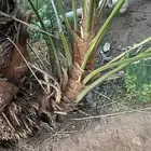 اصنا برني للبيع