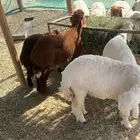 ذبايح طيبه