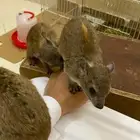 وباره اليفه