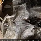 كوارين قيور مستورد هايلكس