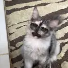 قطوه للبيع