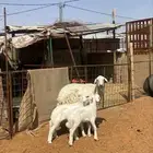 شاه حريه معها اثنين