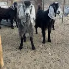 تيوس وجفار عوارض للبيع