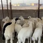 طليان حريه
