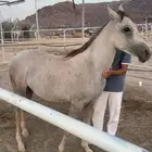 مهره فاخره
