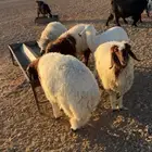 اربع رخال وخروف الظهور مقفله العمر من 6 شهورعلى شعير وبرسيم