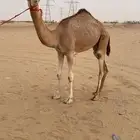 بكره