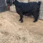 عنز ثلاجه مقفله شحم