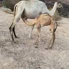 خلفه للبيع تحتها بكره