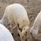 ذبايح مزرعة مرابي عسير تيوس وخرفان