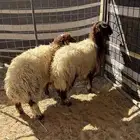 خرفان نعيم هرافي