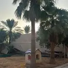 نخيل وشنطني جميع المقاسات توريد داخل وخارج المملكة