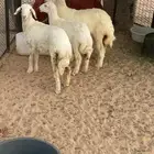 رخال