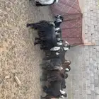 معزا دفيع فحص سونار