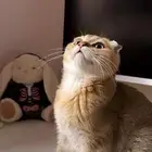 قط ذكر سكوتش للبيع