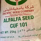 بذور برسيم امريكي