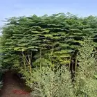 أشجار متنوعه