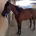 فرس للبيع جزيريه