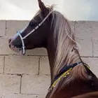 خيل