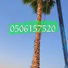 تكريب وتنظيف وزراعة جميع انواع النخيل
