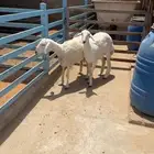 حريات دفيع