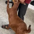 ذبايح مرابي عسير مع التوصيل