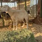 للبيع نعجه دافع تبي تلد قريب ولدته نضيفه شرط من مراح نضيف
