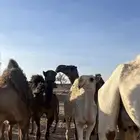 بكره وضحى للبيع كفو