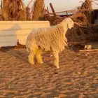 عروض 1مشاريك حري عيسي