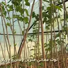 شتلات واشجار مثمره ومزهره باسعار طيبه