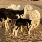 نجد مواليد((( تم البيع)))