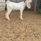 للبيع التيوس مشاريع فحول.