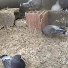 عيال قطايف قلاب جو ياخذ ف السماء ساعتين