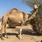 ملاقي علي جميع الشروط