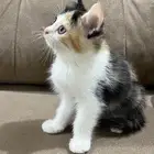 للتبني عمرها شهرين