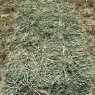علف بلوبنك