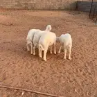 بهم. للبيع.