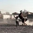 عسف الخيول