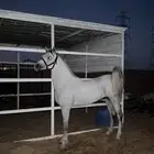 حصان شعبي حار