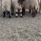 للبيع بهم نعيم