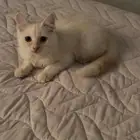 قطه للتبني