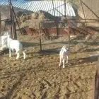 شاتين متابيع ثنتين عليها ثنين ضواحي خيبر الجنوب