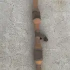 ماصوره