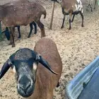 ضأن كاميروني دفيع