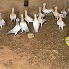 حمام ريحاني
