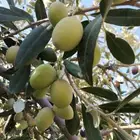 زيت زيتون بكر ممتاز عصرة اولى