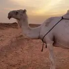 عشرا للبيع