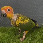 فرخ صن كنيور ( تم البيع )